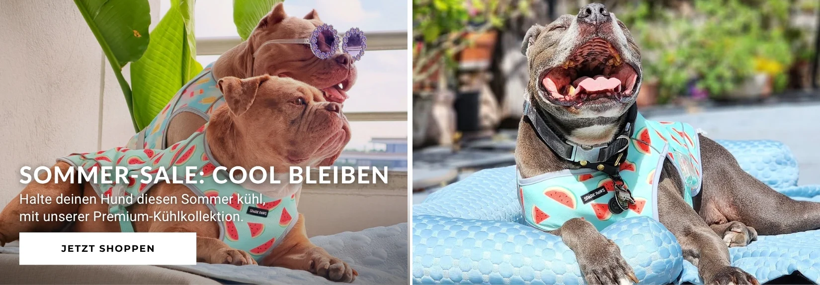 Stilvoller Partnerlook für Mensch und Hund
